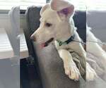 Small #6 Labrador Retriever Mix
