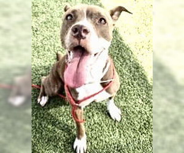 Medium Photo #2 American Pit Bull Terrier-Unknown Mix Puppy For Sale in Houston, TX, USA