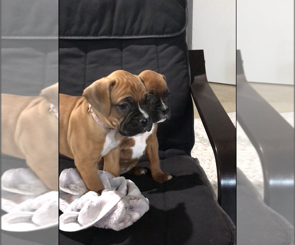 Medium Photo #4 Boxer Puppy For Sale in APPLE CREEK, OH, USA