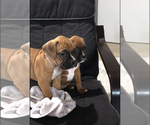 Small #3 Boxer