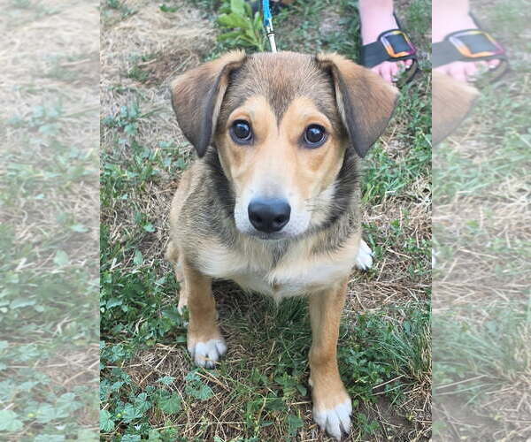 Medium Photo #2 German Shepherd Dog-Unknown Mix Puppy For Sale in Denver , CO, USA