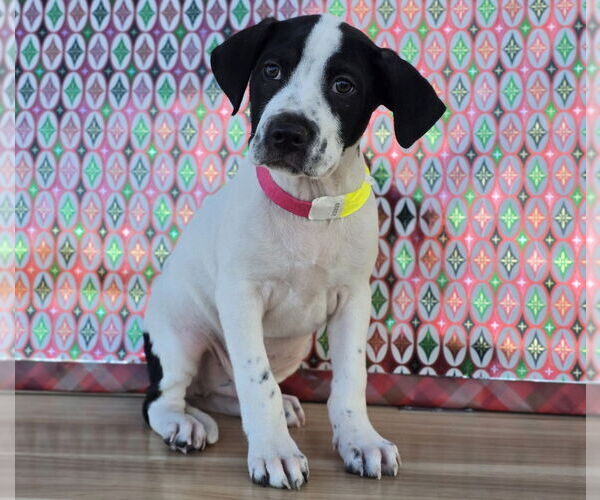 Medium Photo #1 Borador Puppy For Sale in Lakewood, CO, USA