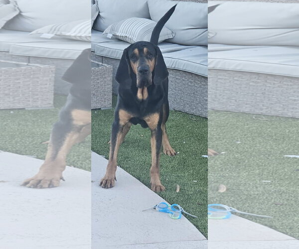 Medium Photo #6 Bloodhound Puppy For Sale in Chandler, AZ, USA
