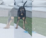 Small #5 Bloodhound