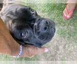Small #1 Boxer