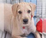 Small #2 Colonial Cocker Spaniel Mix