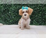 Puppy Puppy 2 Mickey Maltipoo
