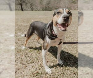 Daisey - Female Jack-A-Bee Dog for Adoption - Photo #3