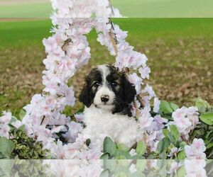 Bordoodle Litter for sale in GREENWICH, OH, USA