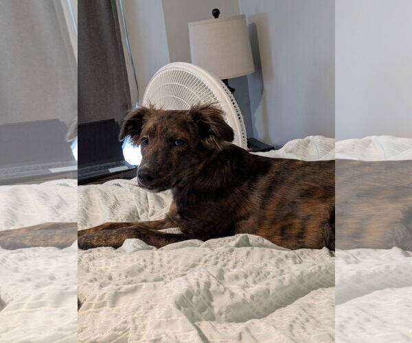 Medium Photo #3 Border Collie-Unknown Mix Puppy For Sale in Cliffwood, NJ, USA