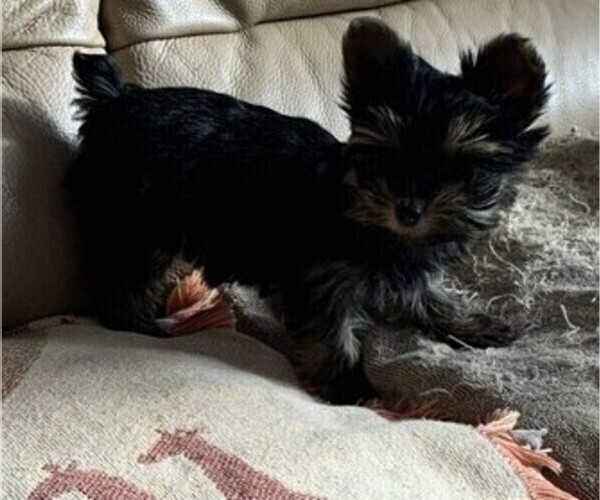 Medium Photo #12 Yorkshire Terrier Puppy For Sale in WATERLOO, IA, USA