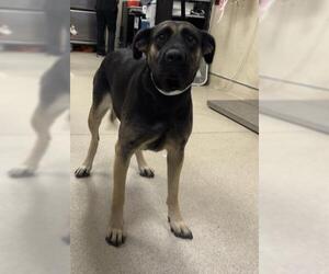 German Shepherd Dog Dogs for adoption in Riverside, CA, USA