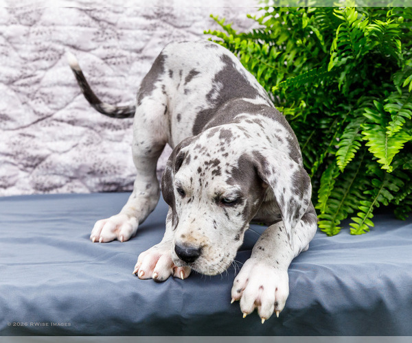 Medium Photo #44 Great Dane Puppy For Sale in WAKARUSA, IN, USA