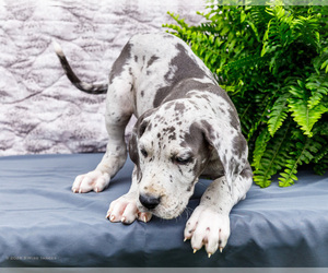 Medium Great Dane