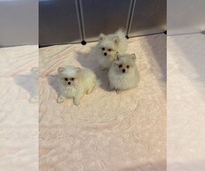 Pomeranian Puppy for sale in LOOKOUT, WV, USA
