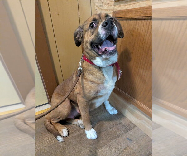 Medium Photo #4 Boxer-Unknown Mix Puppy For Sale in Vail, AZ, USA