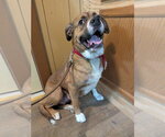 Small #3 Boxer Mix