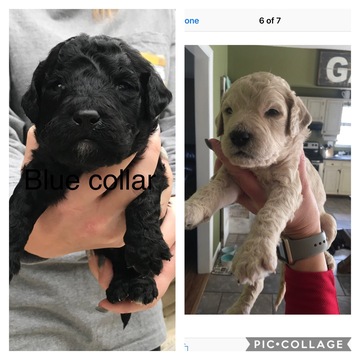 Medium Photo #1 Goldendoodle Puppy For Sale in GEORGETOWN, TN, USA