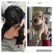 Small Photo #1 Goldendoodle Puppy For Sale in GEORGETOWN, TN, USA