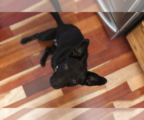 Medium Photo #6 Chihuahua-Unknown Mix Puppy For Sale in Sandy, UT, USA