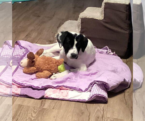 Medium Photo #5 Pointer-Unknown Mix Puppy For Sale in Fargo, ND, USA