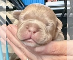 Small #4 American Bully-French Bulldog Mix