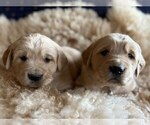 Small #7 Golden Retriever