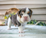 Small #1 Beabull