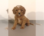 Small Photo #2 Cavapoo Puppy For Sale in LEBANON, PA, USA