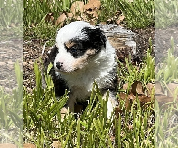 Medium Photo #5 Miniature Australian Shepherd Puppy For Sale in ARDMORE, OK, USA