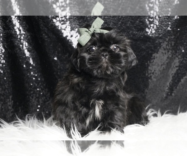 Medium Photo #3 Shih Tzu Puppy For Sale in WARSAW, IN, USA