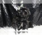 Small Photo #3 Shih Tzu Puppy For Sale in WARSAW, IN, USA