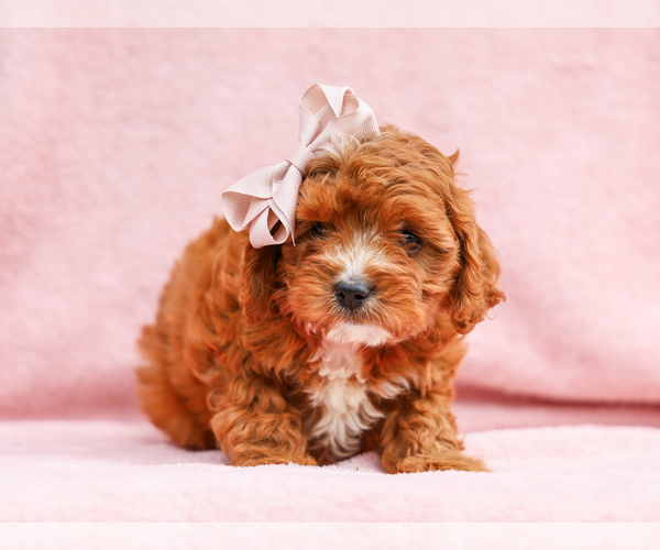 Medium Photo #2 Cavapoo (Miniature) Puppy For Sale in LIBERTY, KY, USA