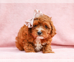 Small #1 Cavapoo (Miniature)