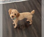 Small Photo #1 Poodle (Miniature) Puppy For Sale in St. Louis Park, MN, USA