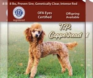 Father of the Poodle (Toy) puppies born on 12/24/2025