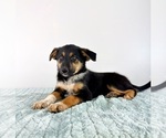 Small Cattledog Shepherd