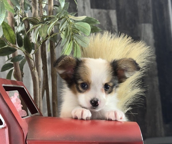 Medium Photo #3 Papillon Puppy For Sale in CANOGA, NY, USA