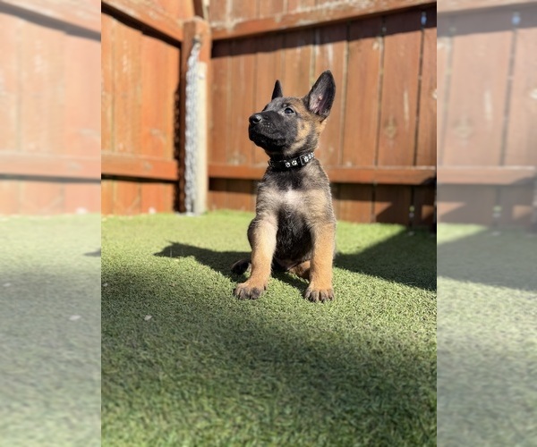 Medium Photo #3 Belgian Malinois-Dutch Shepherd Dog Mix Puppy For Sale in OAK FOREST, IL, USA