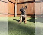 Litter of 7 - Male(s) and Female(s) Belgian Malinois-Dutch Shepherd Dog MixLitter of Puppies for Sale - Photo #3