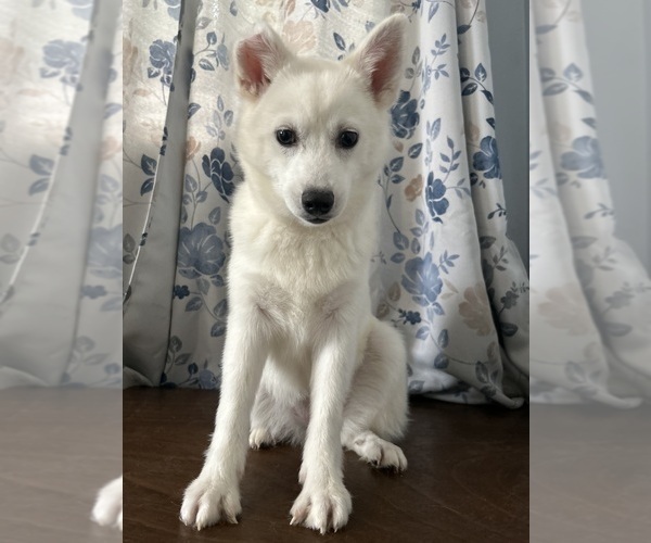 Medium Photo #33 Alaskan Klee Kai Puppy For Sale in DURHAM, CT, USA