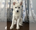 Small Photo #33 Alaskan Klee Kai Puppy For Sale in DURHAM, CT, USA