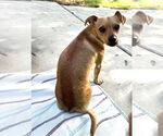 Small #1 Chihuahua
