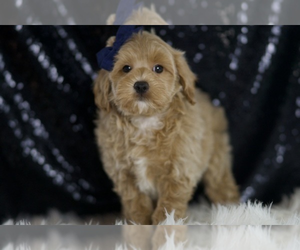 Medium Photo #1 Maltipoo (Miniature) Puppy For Sale in WARSAW, IN, USA