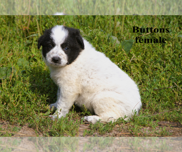 Medium Photo #6 Border-Aussie Puppy For Sale in CLARE, MI, USA