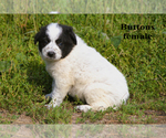 Small #5 Border-Aussie