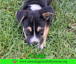Small #3 American Staffordshire Terrier-Beagle Mix