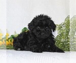 Small Photo #3 ShihPoo Puppy For Sale in QUARRYVILLE, PA, USA