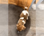 Small Photo #9 Jack Russell Terrier Puppy For Sale in FREEMAN, MO, USA