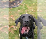 Small Photo #2 Labrador Retriever Puppy For Sale in Gloversville, NY, USA